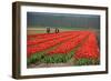 Cultivation of Tulips in Spring-Jan Marijs-Framed Photographic Print