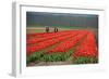 Cultivation of Tulips in Spring-Jan Marijs-Framed Photographic Print