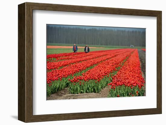 Cultivation of Tulips in Spring-Jan Marijs-Framed Photographic Print