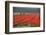 Cultivation of Tulips in Spring-Jan Marijs-Framed Photographic Print