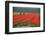 Cultivation of Tulips in Spring-Jan Marijs-Framed Photographic Print