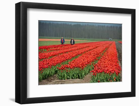 Cultivation of Tulips in Spring-Jan Marijs-Framed Photographic Print