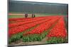 Cultivation of Tulips in Spring-Jan Marijs-Mounted Photographic Print
