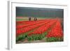 Cultivation of Tulips in Spring-Jan Marijs-Framed Photographic Print