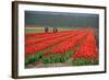 Cultivation of Tulips in Spring-Jan Marijs-Framed Photographic Print