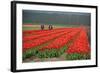 Cultivation of Tulips in Spring-Jan Marijs-Framed Photographic Print