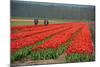 Cultivation of Tulips in Spring-Jan Marijs-Mounted Photographic Print