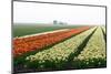 Cultivation of Tulips in Spring-Jan Marijs-Mounted Photographic Print