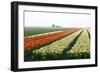 Cultivation of Tulips in Spring-Jan Marijs-Framed Photographic Print