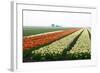 Cultivation of Tulips in Spring-Jan Marijs-Framed Photographic Print