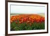 Cultivation of Tulips in Spring-Jan Marijs-Framed Photographic Print