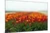 Cultivation of Tulips in Spring-Jan Marijs-Mounted Photographic Print