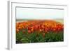 Cultivation of Tulips in Spring-Jan Marijs-Framed Photographic Print