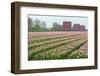 Cultivation of Tulips in Spring-Jan Marijs-Framed Photographic Print