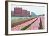 Cultivation of Tulips in Spring-Jan Marijs-Framed Photographic Print