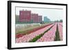 Cultivation of Tulips in Spring-Jan Marijs-Framed Photographic Print