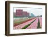 Cultivation of Tulips in Spring-Jan Marijs-Framed Photographic Print