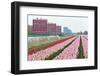 Cultivation of Tulips in Spring-Jan Marijs-Framed Photographic Print