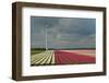 Cultivation of Tulips-Jan Marijs-Framed Photographic Print