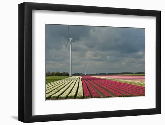 Cultivation of Tulips-Jan Marijs-Framed Photographic Print