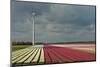 Cultivation of Tulips-Jan Marijs-Mounted Photographic Print