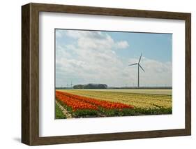 Cultivation of Tulips-Jan Marijs-Framed Photographic Print