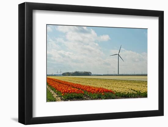 Cultivation of Tulips-Jan Marijs-Framed Photographic Print