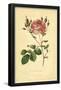 Cumberland Rose-null-Framed Poster