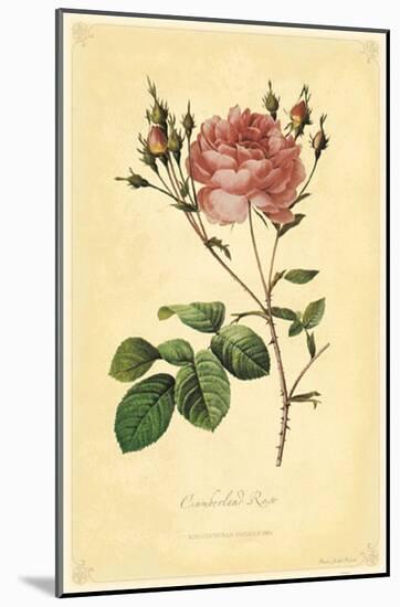 Cumberland Rose-null-Mounted Poster