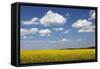 Cumulus Clouds over a Rape Field, Swabian Alb, Baden Wurttemberg, Germany, Europe-Markus Lange-Framed Stretched Canvas