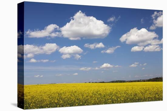 Cumulus Clouds over a Rape Field, Swabian Alb, Baden Wurttemberg, Germany, Europe-Markus Lange-Stretched Canvas