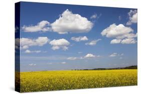 Cumulus Clouds over a Rape Field, Swabian Alb, Baden Wurttemberg, Germany, Europe-Markus Lange-Stretched Canvas