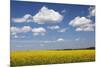 Cumulus Clouds over a Rape Field, Swabian Alb, Baden Wurttemberg, Germany, Europe-Markus Lange-Mounted Photographic Print