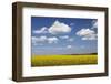 Cumulus Clouds over a Rape Field, Swabian Alb, Baden Wurttemberg, Germany, Europe-Markus Lange-Framed Photographic Print