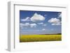 Cumulus Clouds over a Rape Field, Swabian Alb, Baden Wurttemberg, Germany, Europe-Markus Lange-Framed Photographic Print