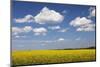 Cumulus Clouds over a Rape Field, Swabian Alb, Baden Wurttemberg, Germany, Europe-Markus Lange-Mounted Photographic Print