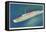 Cunard White Star, Caronia, Ocean Liner-null-Framed Stretched Canvas