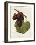 Cunningham Grape-J. Troncy-Framed Giclee Print