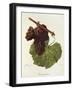 Cunningham Grape-J. Troncy-Framed Giclee Print