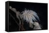 Cup Coral Polyps Hang under a Ledge on a Reef in Fiji-Stocktrek Images-Framed Stretched Canvas