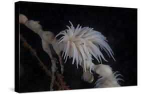 Cup Coral Polyps Hang under a Ledge on a Reef in Fiji-Stocktrek Images-Stretched Canvas