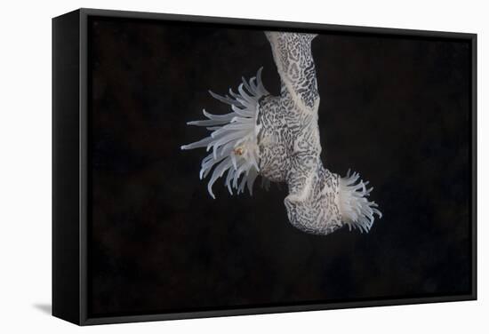 Cup Coral Polyps Hang under a Ledge on a Reef in Fiji-Stocktrek Images-Framed Stretched Canvas