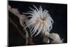 Cup Coral Polyps Hang under a Ledge on a Reef in Fiji-Stocktrek Images-Mounted Photographic Print