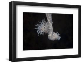 Cup Coral Polyps Hang under a Ledge on a Reef in Fiji-Stocktrek Images-Framed Photographic Print