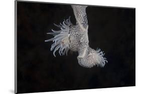 Cup Coral Polyps Hang under a Ledge on a Reef in Fiji-Stocktrek Images-Mounted Photographic Print