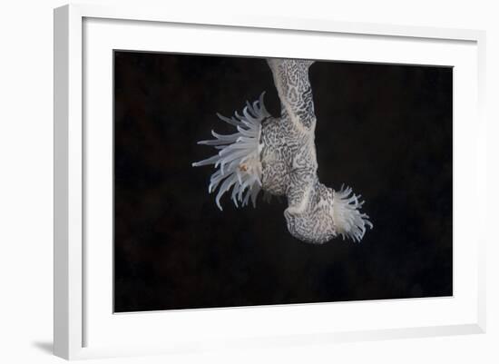 Cup Coral Polyps Hang under a Ledge on a Reef in Fiji-Stocktrek Images-Framed Photographic Print