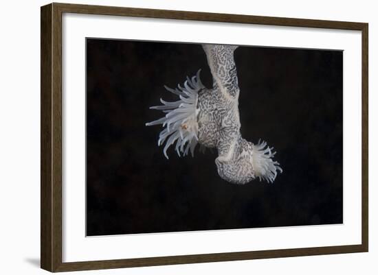 Cup Coral Polyps Hang under a Ledge on a Reef in Fiji-Stocktrek Images-Framed Photographic Print