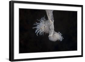 Cup Coral Polyps Hang under a Ledge on a Reef in Fiji-Stocktrek Images-Framed Photographic Print