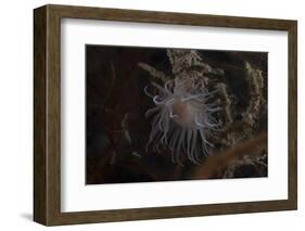 Cup Coral Polyps Hang under a Ledge on a Reef in Fiji-Stocktrek Images-Framed Photographic Print