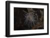 Cup Coral Polyps Hang under a Ledge on a Reef in Fiji-Stocktrek Images-Framed Photographic Print